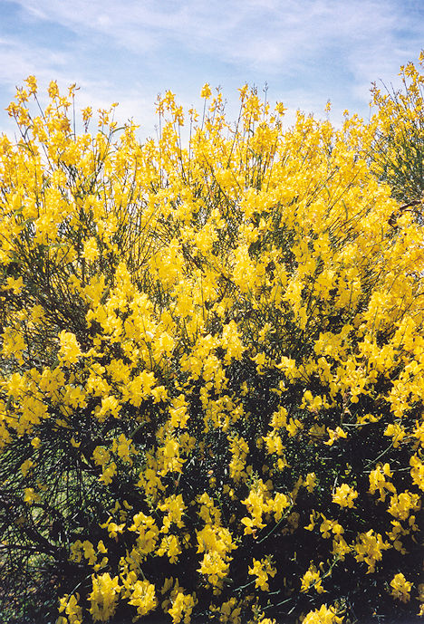 Forsythia