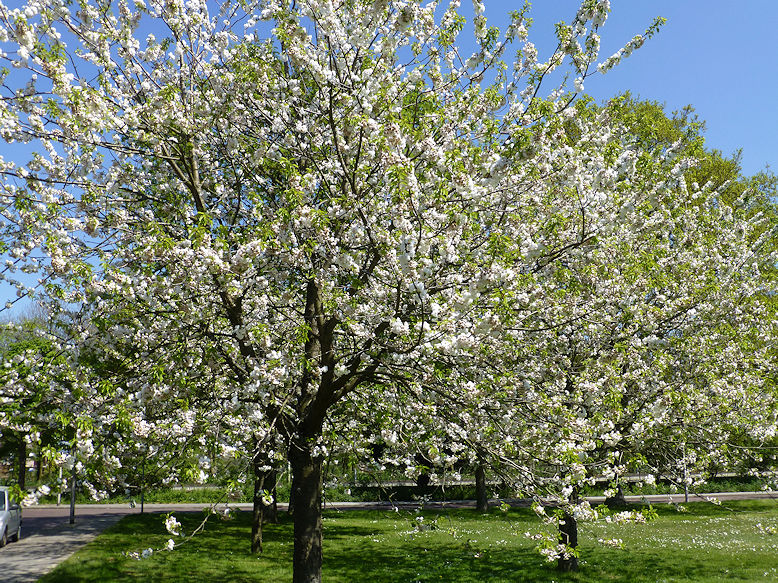 Blossoming trees
