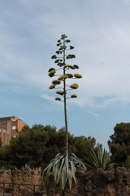In Parc Güell