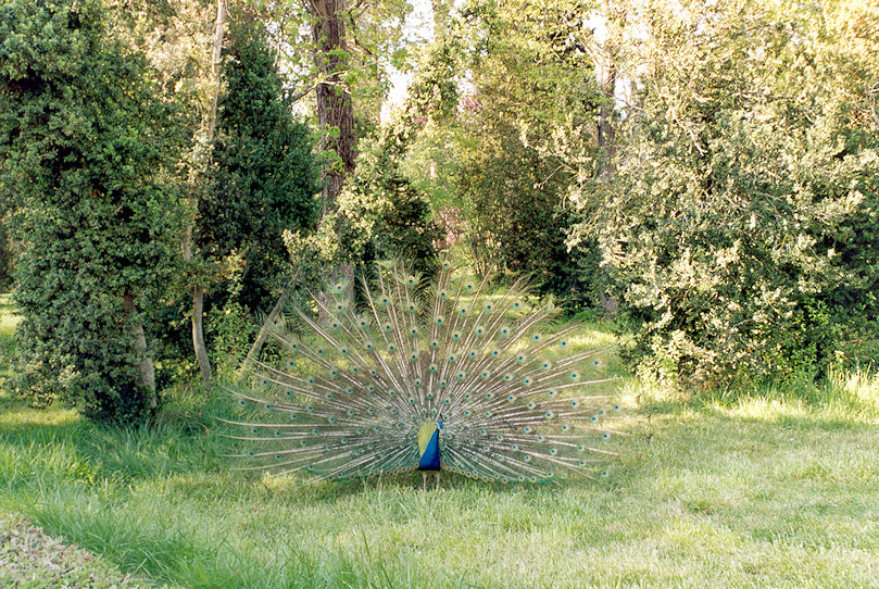 Jardín del Príncipe peacock